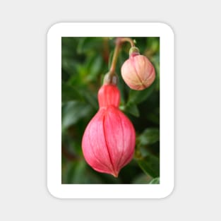 Fuchsia  &#39;Ringwood Market&#39;  Flower buds Magnet