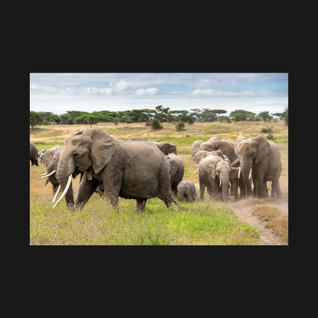 Elephant Family, Ngorongoro Concession, Tanzania by AndrewGoodall