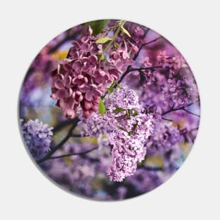 Lilacs Pin