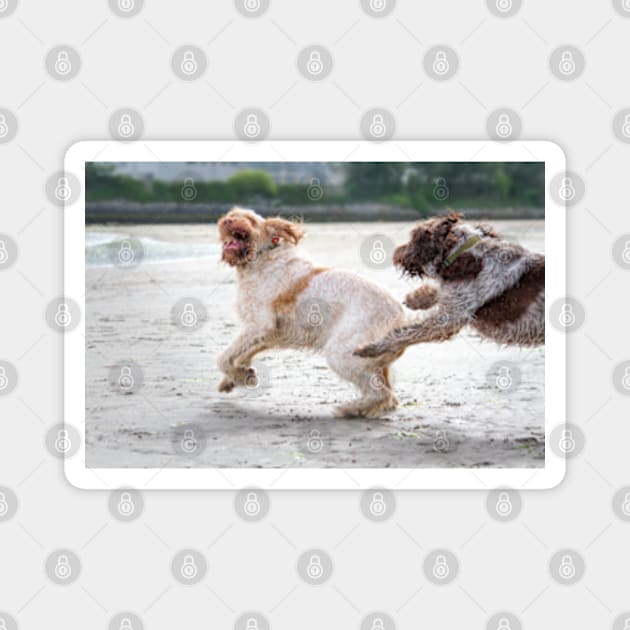 Playtime on the beach Spinoni Magnet by heidiannemorris