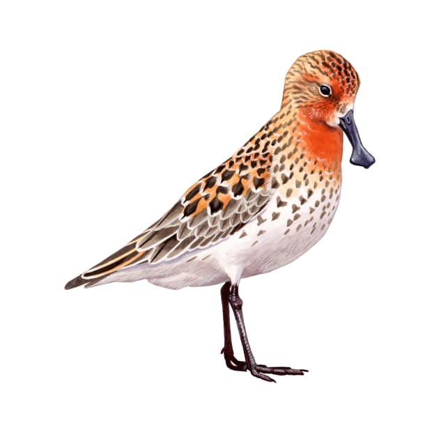 Spoon-billed Sandpiper by kokayart