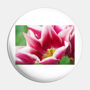 Tulipa  'Ballade'  AGM  Tulip  Lily-flowered Group  April Pin