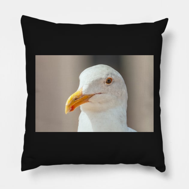 Western Gull Pillow by jvnimages