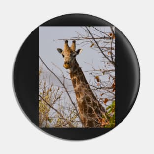 Young curious giraffe in Botswana Pin