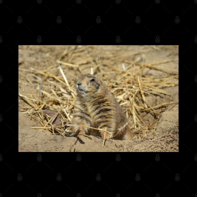 Prairie Dog by MarieDarcy