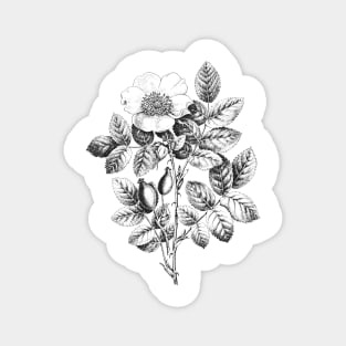 Wild Rose Flower Black & White Illustration Magnet