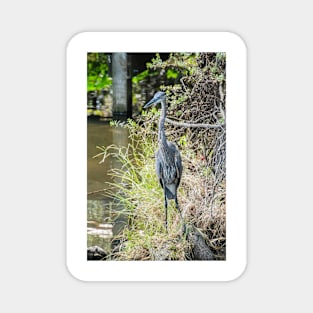 Great Blue Heron Magnet