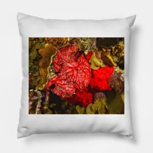 Red Coral Sponge Pillow