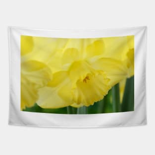 Narcissus  &#39;Avalon&#39;  Daffodil  Division 2 Large-cupped Tapestry