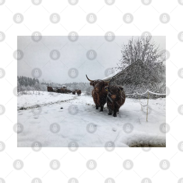 Scottish Highland Cattle Cow and Calf 1600 by SaarelaHighland