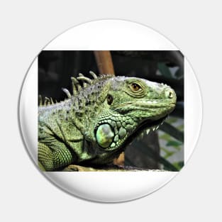 Green Iguana Pin