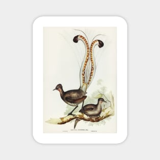 Lyre Bird. Elizabeth Gould Magnet