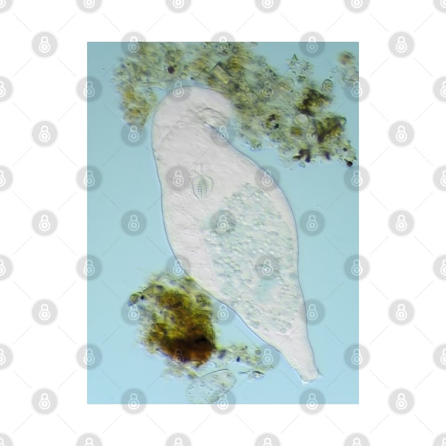 Bdelloid rotifer under the microscope by SDym Photography