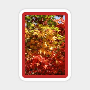 Colourful leaves of a maple tree in autumn Magnet