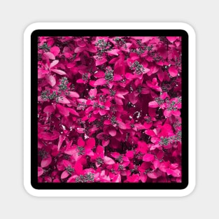 Pink flower fushia power Magnet