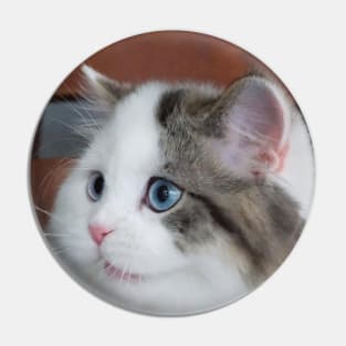 the chubby cute cats Pin