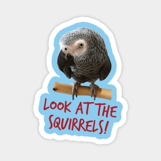 Look at the squirrels! Magnet