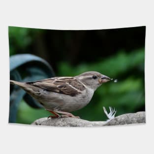 House Sparrow takes a drink. Tapestry