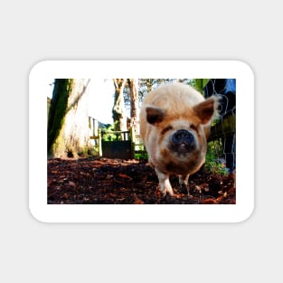 New Zealand Kunekune Pig Magnet