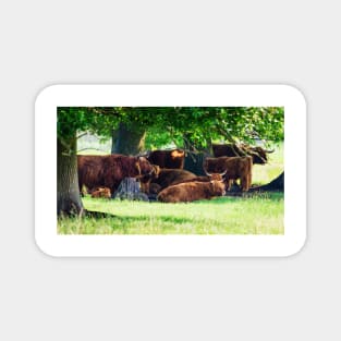 Highland cattle cows family having a rest in the cool shadow under trees Magnet