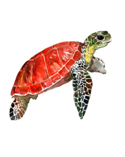 Sea Turtle T-Shirt