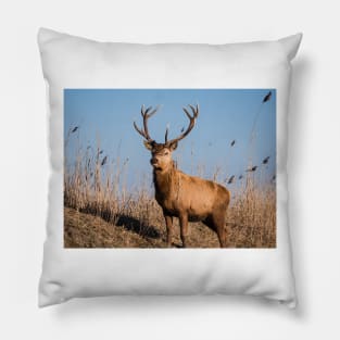 Red deer stag stares at the camera Pillow