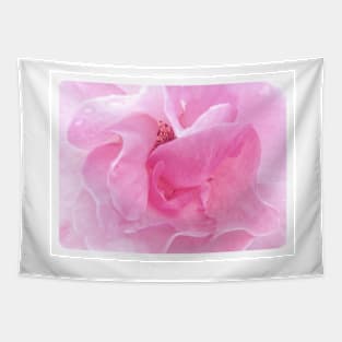 Soft pink rose in close up Tapestry