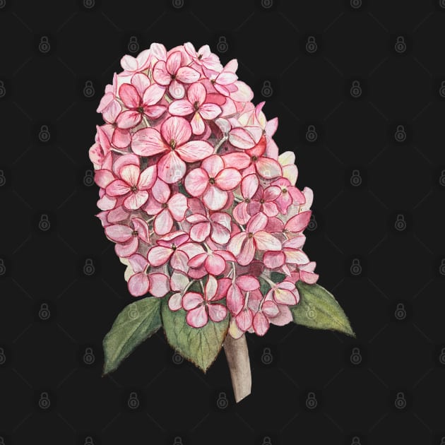 Watercolor Pink Hydrangea by OlaArtS