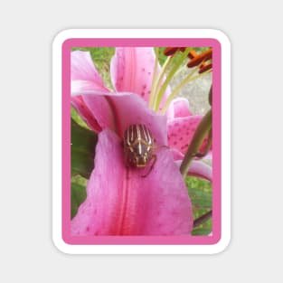 June Beetle On Lily Magnet