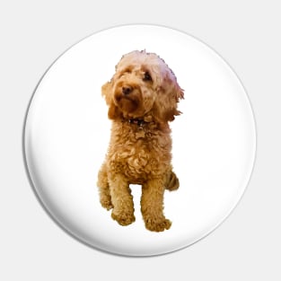 Cavapoo Dogs are cute and funny Cavoodle puppy -  cavalier king charles spaniel dog Pin