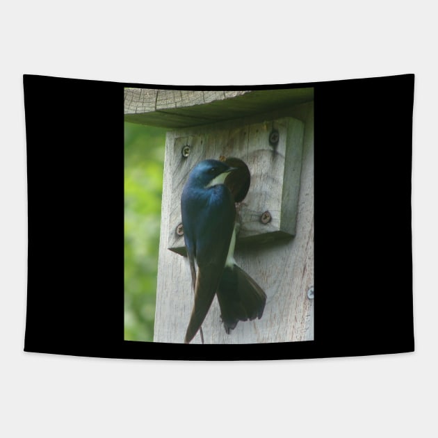 Swallow Bird Checking Out a Birdhouse Tapestry by saradaboru