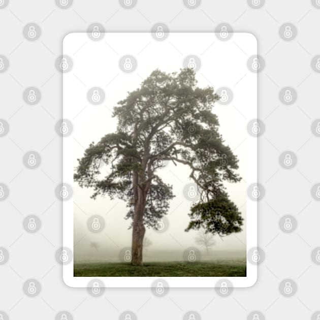 Scots Pine in fog Magnet by heidiannemorris