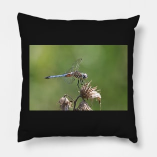 Blue Tail Pillow