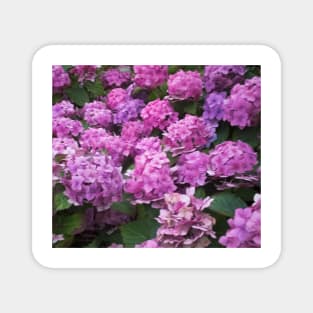 Hydrangea Show England Magnet