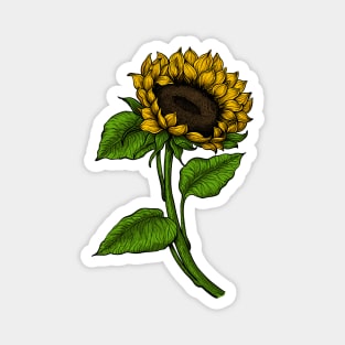 Sunflower 2 Magnet