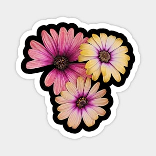 Gerber Daisy Magnet