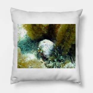 Star Eye Hermit Crab Pillow