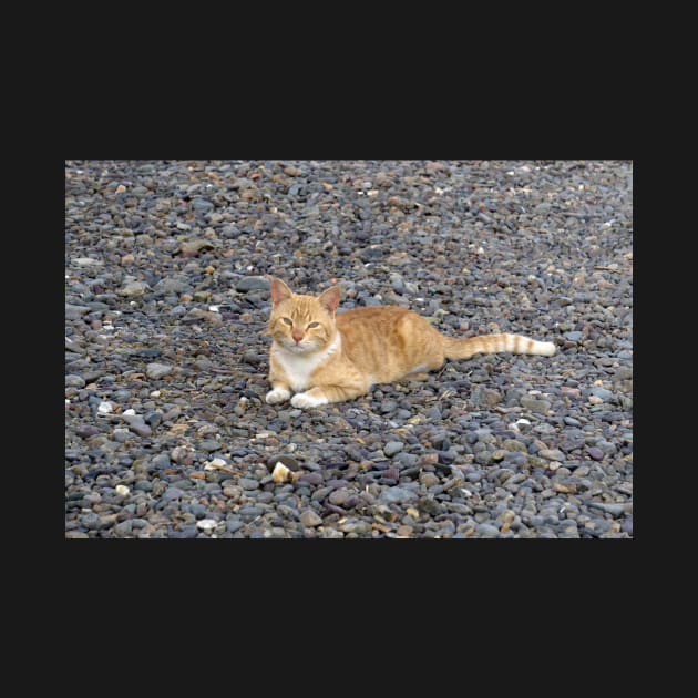 a red cat on the beach by likbatonboot