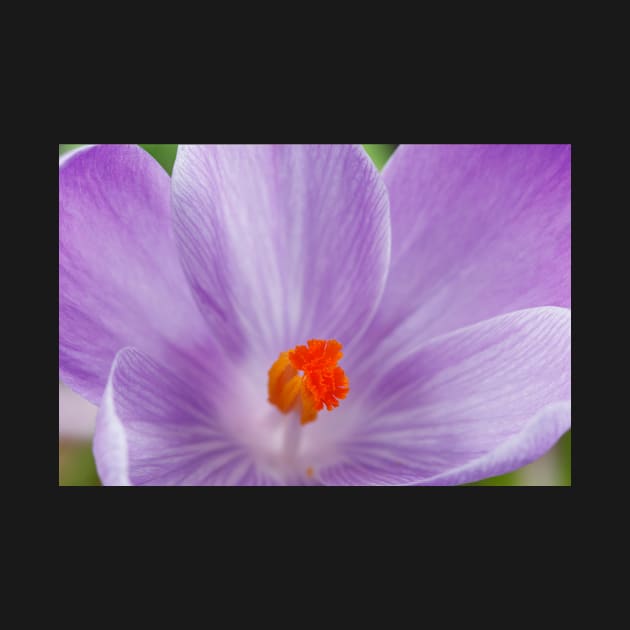 Crocus  'Queen of the Blues'  Dutch crocus. by chrisburrows