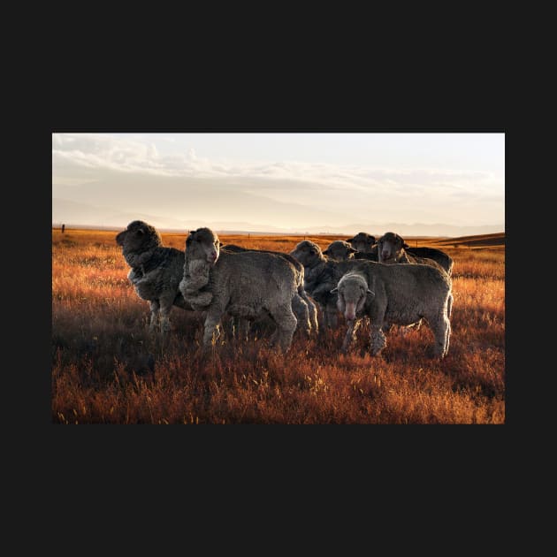 Merino Sheep in the Sunset by kawaii_shop