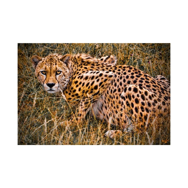 Cheetah in the Grass by Chris Lord