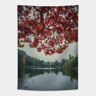 maple tree above lake Tapestry