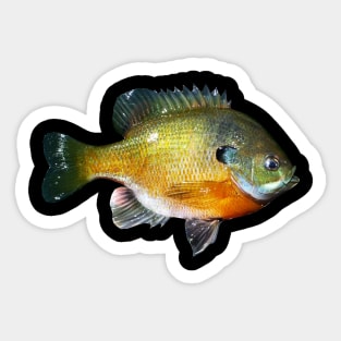 Bluegill Stickers for Sale