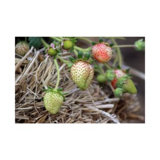 Ripening Strawberries Photograph T-Shirt