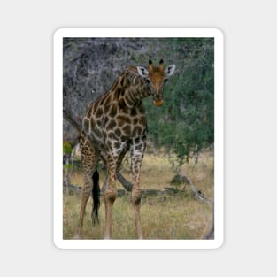 Giraffe  Staredown Magnet