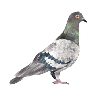 Rock Pigeon T-Shirt