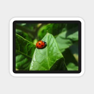 Lady Bug Magnet