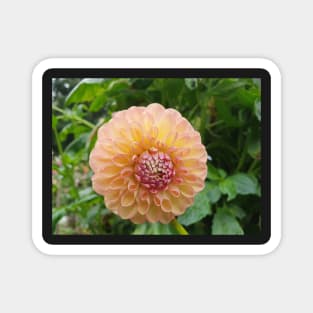 Pastel Pink and Yellow Dahlia Magnet