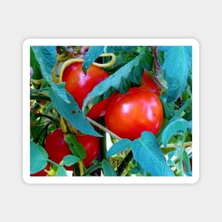 Ripe Red Tomatoes Magnet