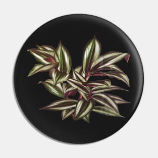 Tradescantia zebrina  - Botanical Illustration Pin